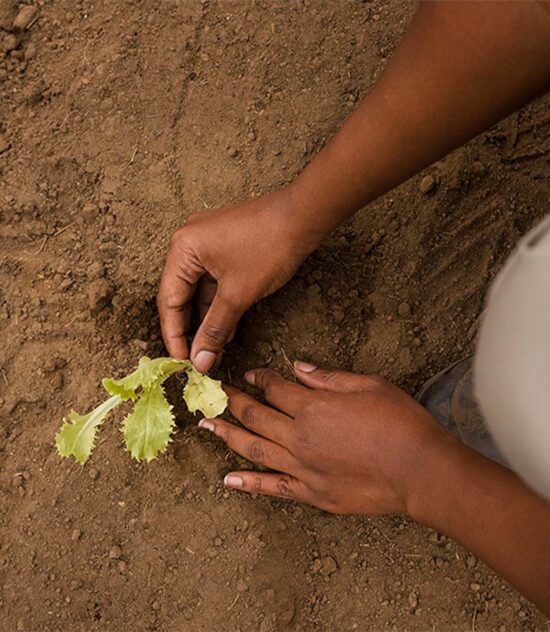 Tree Planting